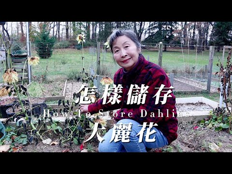 SUB）【園藝】我是怎樣儲存大麗花｜移栽劍蘭｜How Do I Store Dahlias｜Transplanting Gladiolus