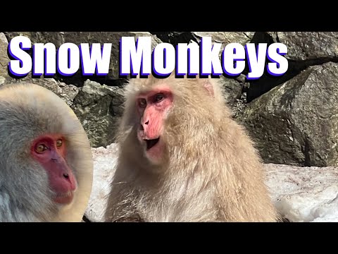 The Snow Monkeys of Jigokudani Park in Japan 🐒🇯🇵