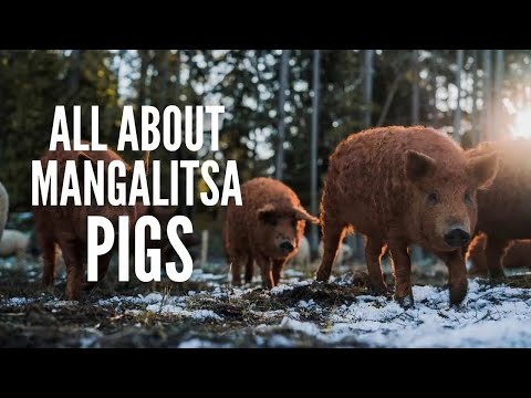 Mangalitsa Pigs 101: Everything You Have to Know