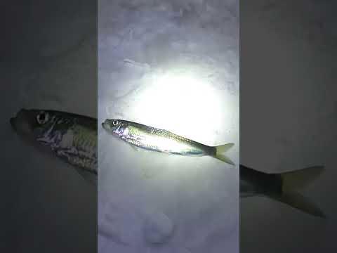 【かわいい顔の魚】釣りたてニシンのお刺身を食べる　#shorts