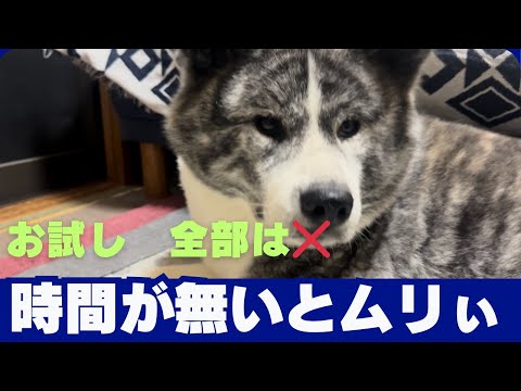 【Akita dog】秋田犬　Try English translation動画に英文を入れるお試し