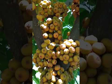 makain to or Hindi?  #jala #comment #fruit #share #youtubeshorts #shortvideo