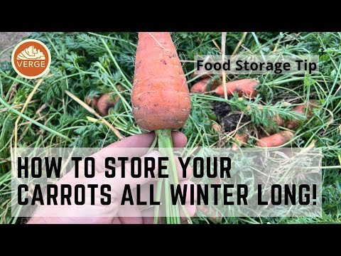 How To Store Carrots All Winter Long