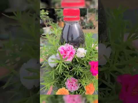 plant bottle ideas