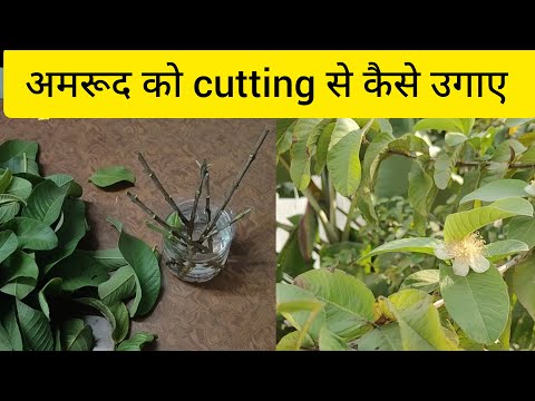 अमरूद की कटिंग कैसे लगाए 🌱 | Guava plant from cutting in water | #guava #letsgardenup #plantcutting