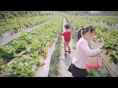 大湖 甜甜高架草莓園