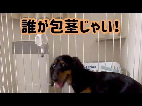 【衝撃の事実】主、飼い犬に負けて泣きそう。いや、泣いてます。　#shorts #犬 #dog