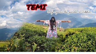 TEMI TEA GARDEN  | Sikkim | Namchi | Places to visit in Sikkim..tourist places 🙃 #sikkim #namchi.