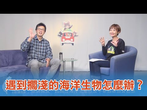 《台灣心事》EP54.20211202跟著 #中華鯨豚協會 秘書長曾鉦琮認識鯨豚，關注海洋生態！