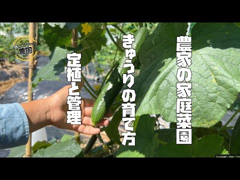 【きゅうり】の育て方　植え付けと栽培管理【農家の家庭菜園】【有機】【つる下ろし栽培】【摘心栽培】