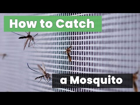 Proven Strategies: How to Catch a Mosquito Without Fail!