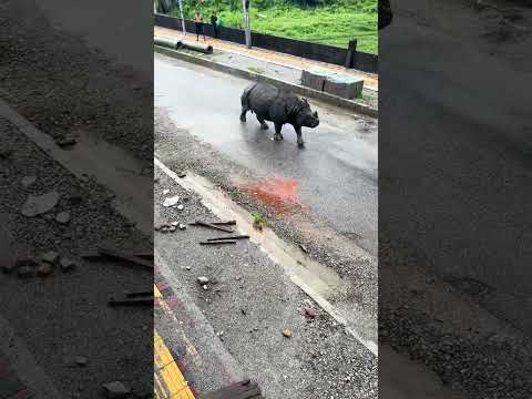 Rhino roaming the road