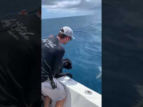 RIPP “ITS A SHARK DAD!!””#fishing #naples #fishingcharter #shortvideo #boats #ripp #shark #boatdog