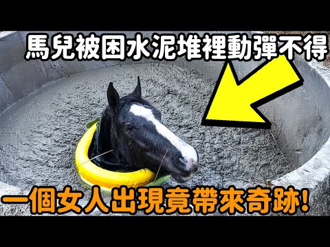 The horse strayed into the construction site and was trapped  stuck in the cement pile and unable t