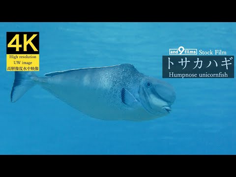 【4K 水中映像】トサカハギ / Humpnose unicornfish / Naso tonganus