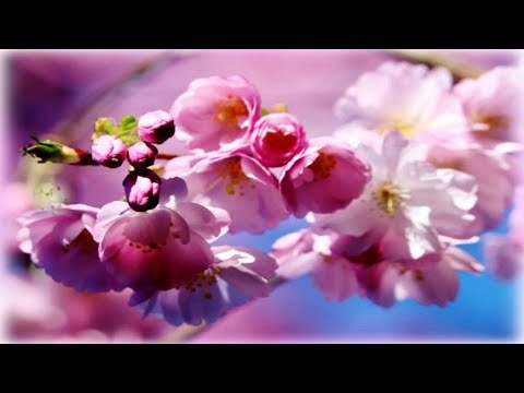 🌺Невероятно красивая музыка для души...весны цветение,релакс!🌺🎶☘️🌹