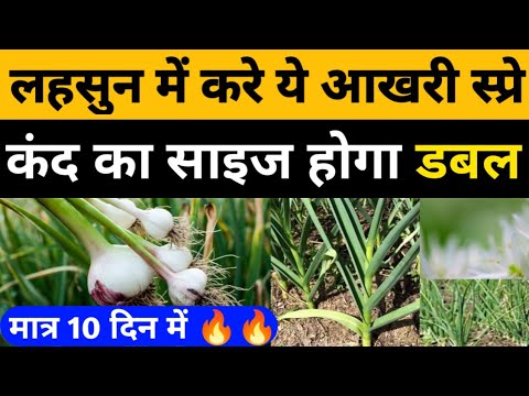 लहसुन के कंद का आकार कैसे बढाये।Lahsun ka size kaise badhaye।Lahsun ki kheti।Garlic farming