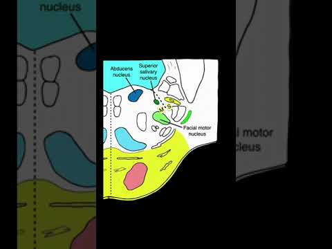 Nucleus vs. Ganglion? #shorts  #brainanatomy #biology #anatomy