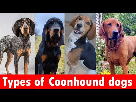 6 Types of Coonhound dog breeds | Types of Coonhound dogs