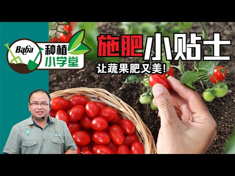 【Baba种植小学堂】蔬菜瓜果在不一样的时期需要不同的肥分?！了解蔬菜瓜果需要的肥料使用方法，距离开花结果越来越靠近！| 蔬果施肥的方法