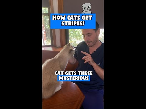 Dr Evan - How cats get stripes! 😱