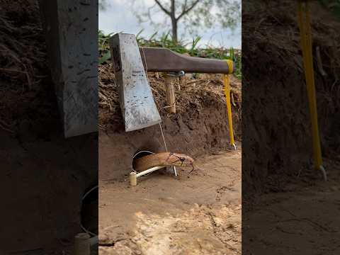 Simple Easy Snake Trap using Ax & hole#buildsnaketrap