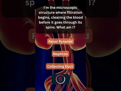 Did You Know This About Your Urinary System? 💧 #UrinarySystem 5