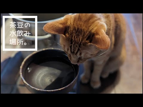 猫は寸胴鍋がお好き？ no112