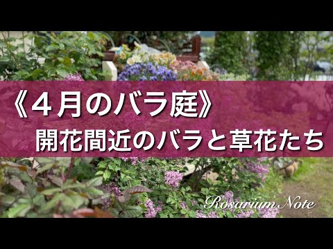 《４月のバラ庭》開花間近のバラと草花たち