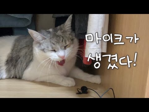 아- 아— 마이크 테스트 고양이를 위한 마이크 테스트🎤🖤