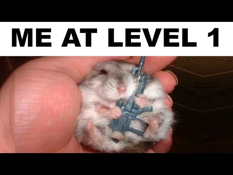 Hamster Memes