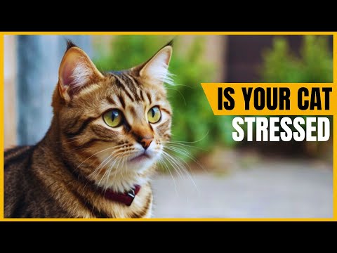 How to Tell If Your Cat Feels Stressed?