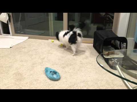 Penny Plays Fetch