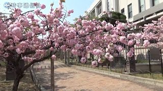 「桜の通り抜け」寂しく見頃