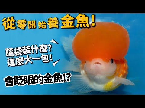 【從零開始養】金魚!超多喜感品種!居然有會眨眼的!公母難分辨?【許伯簡芝】