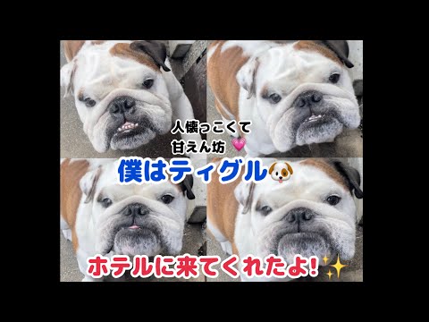 【ペットホテル】【グルーミング】ティグルくんが来てくれたよ！🏠🐶