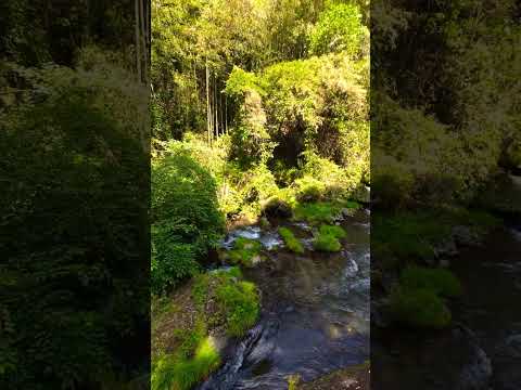 【癒し動画】熊本県阿蘇郡南小国　清流　#nature 　#松山千春　#shorts