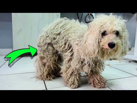 This Dog Was In HORRIBLE Condition Before We Gave Him a Groom