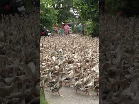 The duck | Huge flock of Ducks moving !!!.Animals Plants #shorts  #animals #animalsplants