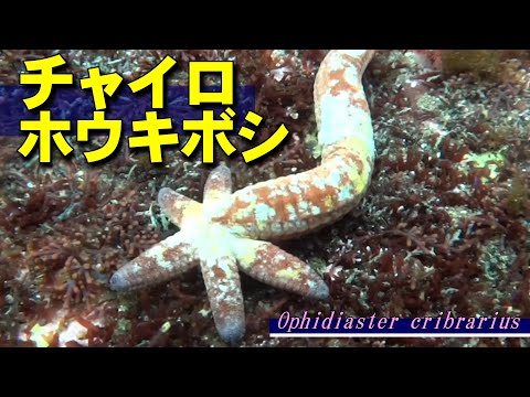 Sea broom stars that divide and regenerate / Ophidiaster cribrarius