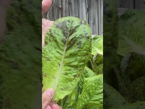 Growing Freckled Lettuce 🌱 #shorts #lettuce #garden #harvesting #wintergardening #homegarden