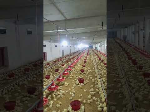 poultry farm #birdslover #broilerchicks #babyshorts #farming