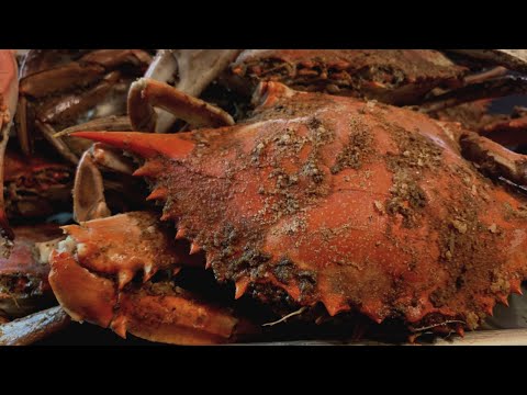 Maryland Style Steamed Blue Crabs