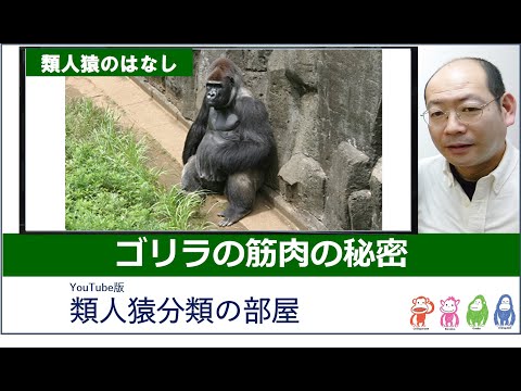 015ゴリラの筋肉の秘密