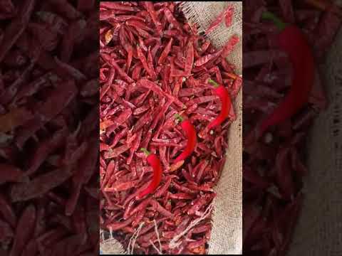 mirchi Mandi bediya madhyaPradesh #asia #mirchi #bedia #chill #viral #shorts