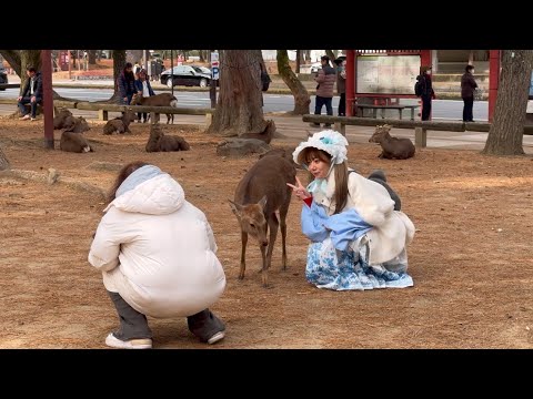 こんな楽しい公園他に無い🦌外国人観光客も大満足💖