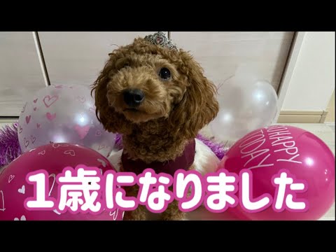 トイプードル【あずき】1歳のお誕生日🎂