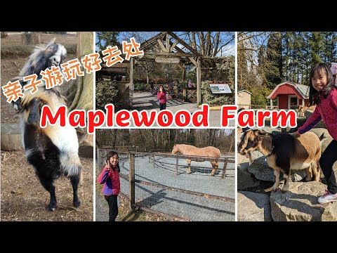 Fun Animal Farm Experience @ Maplewood Farm, North Vancouver, BC | 有趣的動物農場體驗@北溫哥華楓木農場 (片尾有遊覽tips)