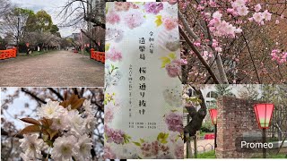 大阪名物！造幣局桜の通り抜けに行ってみた Osaka specialty! I went to walk through the cherry blossoms at the Mint Bureau.