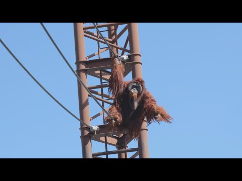 Didi's Skywalk and Hayato waiting indoors　Tobe Zoo Orangutan 202411